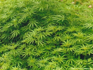 На границе обнаружена контрабанда марихуаны