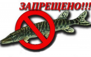 Госэкоинспекция установила запрет на ловлю рыбы в северо-западном Причерноморье