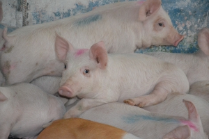 Африканская чума свиней: малые затраты на профилактику провоцируют большие потери