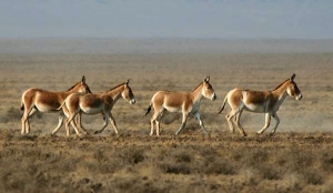 Степные антилопы поселились в Тарутинском районе