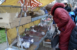 Птичий рынок собрал любителей живности со всей Бессарабии