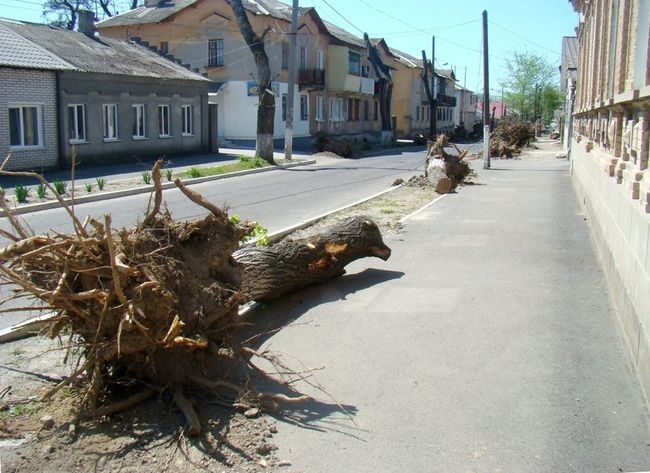 Измаильские общественники пытаются противостоять варварскому уничтожению деревьев в городе
