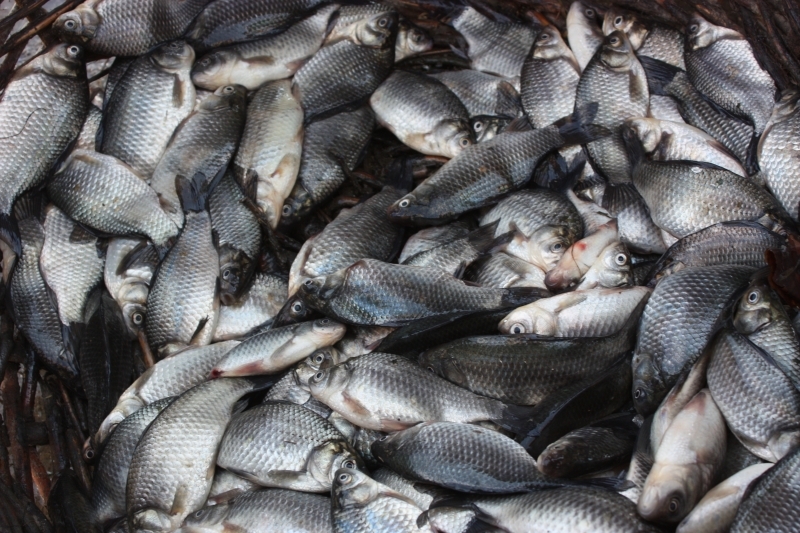 В течение года в водоемы Одесской области планируют вселить почти 16 млн экземпляров рыбы