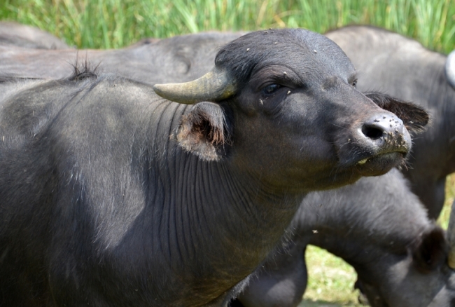 С мечтой о буйволиной ферме и багги-трассе: экопарк "Картал" отметил первую годовщину