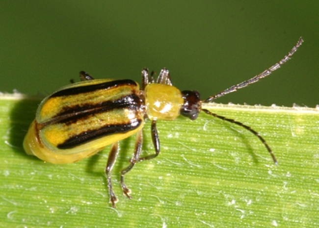 Західний кукурудзяний жук – карантинний шкідник, шляхи розповсюдження, фітосанітарні заходи