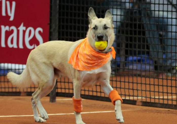 Собак из приюта "трудоустроили" на теннисном турнире