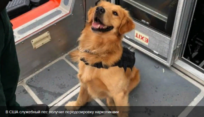 В США служебный пес получил передозировку наркотиками, обнюхивая пассажиров