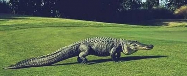 Большой аллигатор нагло вылез на газон и помешал гольфистам продолжить игру