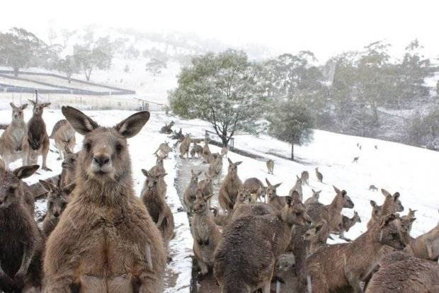 Кенгуру резвятся в снегу: Австралию накрыло снегом