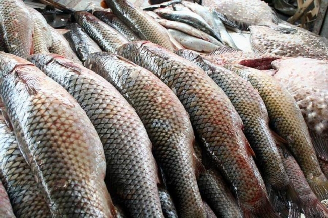 Из-за браконьерства Украина может потерять рыбную отрасль