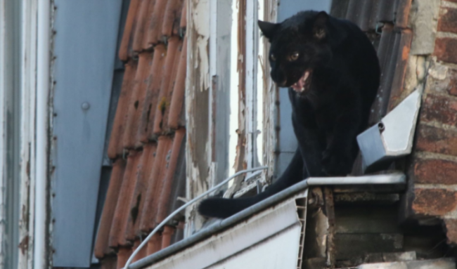 Черная пантера разгуливала по крышам в местечке Франции