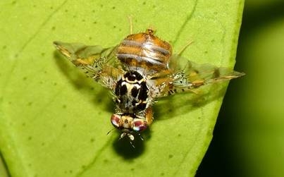 Середземноморська плодова муха (Ceratitis capitata Wied)