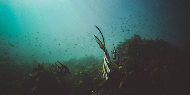 Популяции морских животных исчезают вдвое быстрее, чем наземные виды