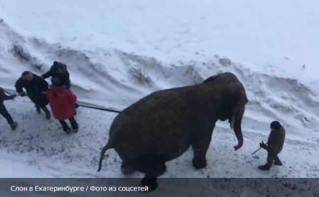 Слон разгуливал посреди заснеженного Екатеринбурга