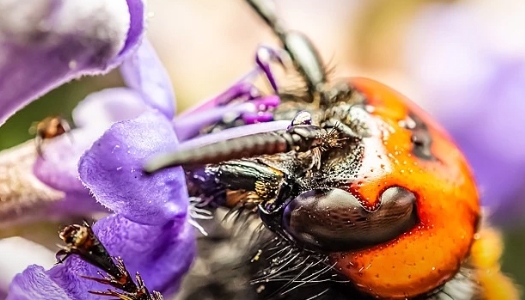 В США обеспокоены нашествием азиатских насекомых