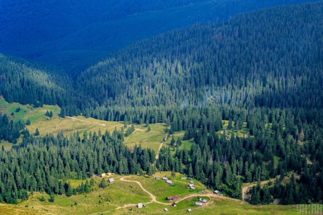 Украине необходима госполитика по адаптации лесов к изменению климата - эксперты WWF