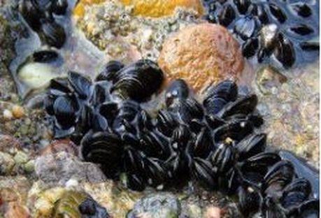 С 1 июня запрещён вылов креветок и мидий в Черном море