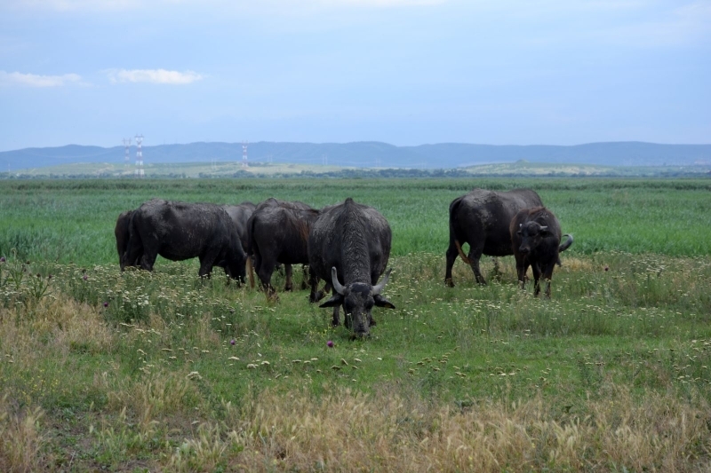 В Ренийском районе пересох экопарк «Картал», зато пополнилось стадо водяных буйволов
