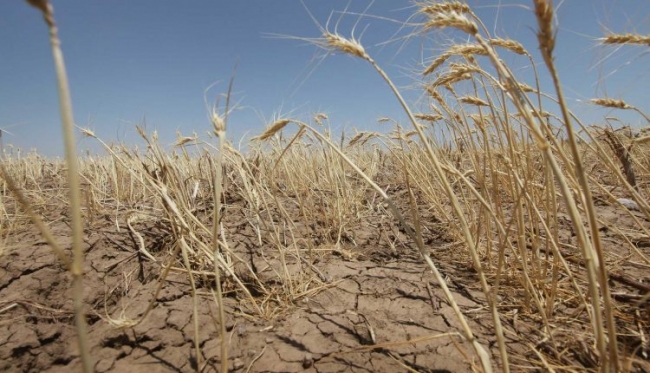 Из-за засухи погибло 3/4 урожая в Болградском районе