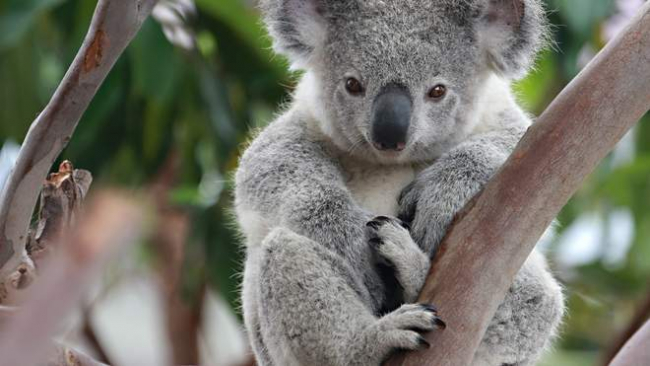 В Австралии коала пробралась в дом и вылезла на новогоднюю ёлку