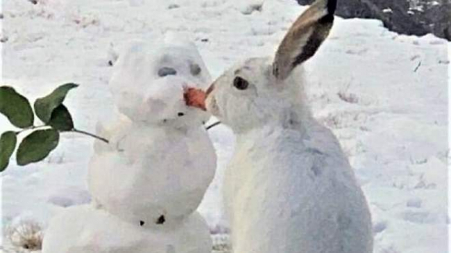 Заяц съел нос снеговика и покорил сеть: смешное видео, которое стало вирусным