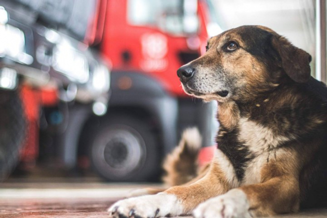 Хвостатый пожарный из Киева: история пса, который охраняет покой спасателей