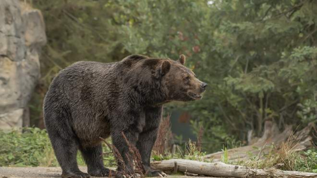 Неожиданный гость: в США медведь пришёл на домашнюю вечеринку к диджею
