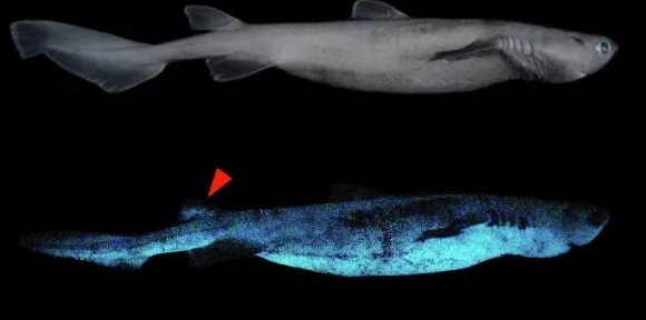 Впервые учёные нашли самую большую акулу, которая светится