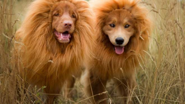 Курьезный обман: в китайском зоопарке вместо льва показывали собаку