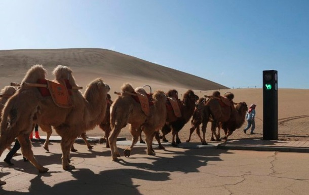 В Китае появился светофор для верблюдов