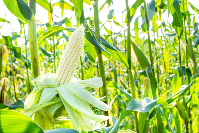 Українська кукурудза може стати потужним джерелом для виробництва біогазу