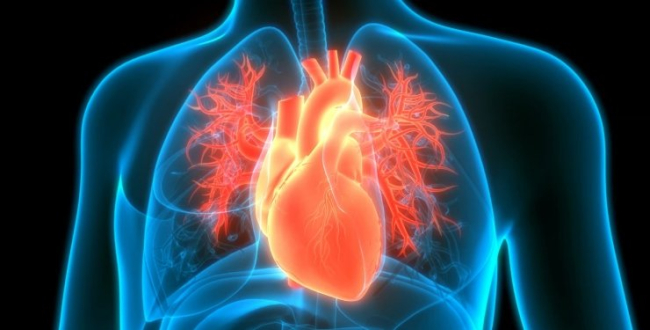 Науковий прорив. Учені визначили причину пошкодження серця під час лікування раку