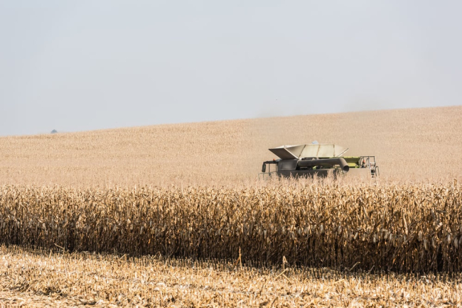 На Одещині у 2023-му очікується врожай зернових на третину більший, ніж торік