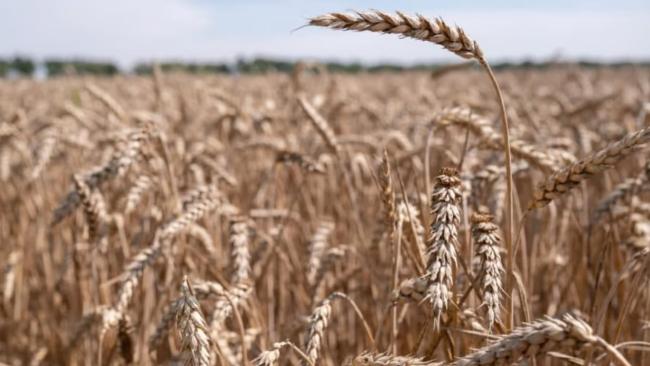 Фермери Одещини можуть отримати безплатно насіння ярої пшениці - які умови