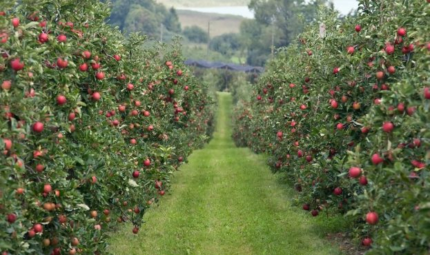 На Львівщині вирощують яблука за інноваційними технологіями