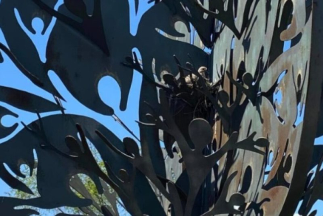 На Одещині на штучному дереві оселилися справжні птахи