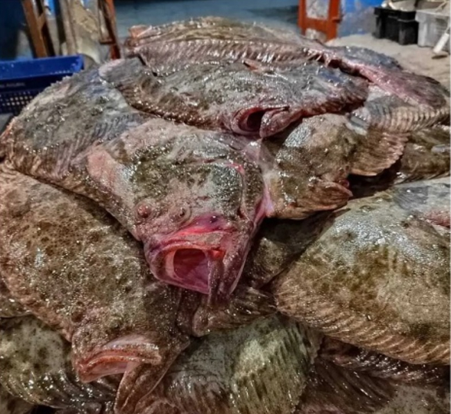 російські браконьєри масово грабують рибні багатства Азовського моря