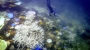 Вчені зафіксували масштабне знебарвлення коралових рифів у світі